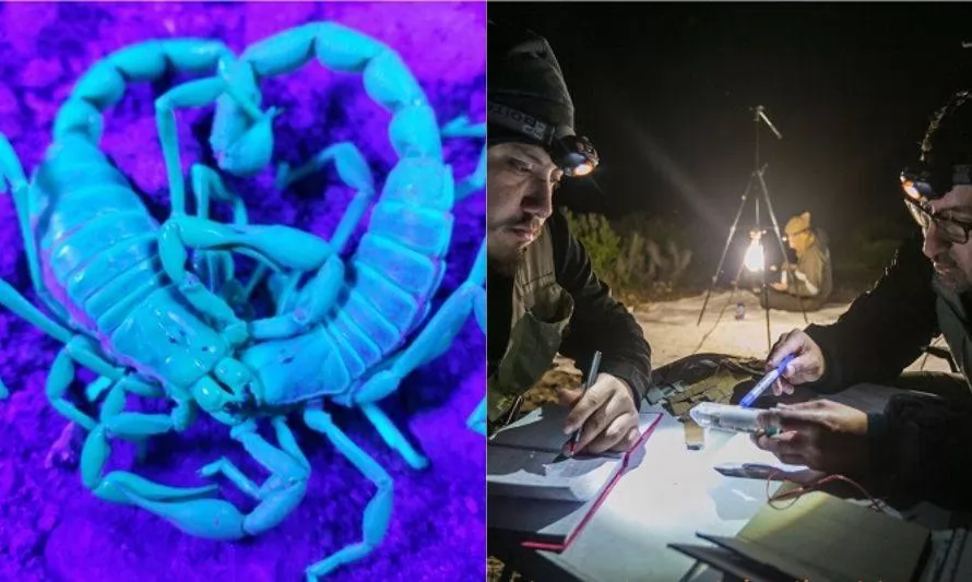 Descubren más de 100 nuevas especies de arácnidos e insectos en Chile