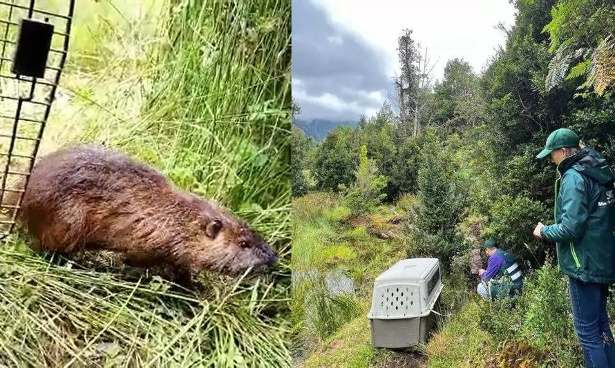 Coipo atacado por perros fue rehabilitado y devuelto a su hábitat en la Patagonia