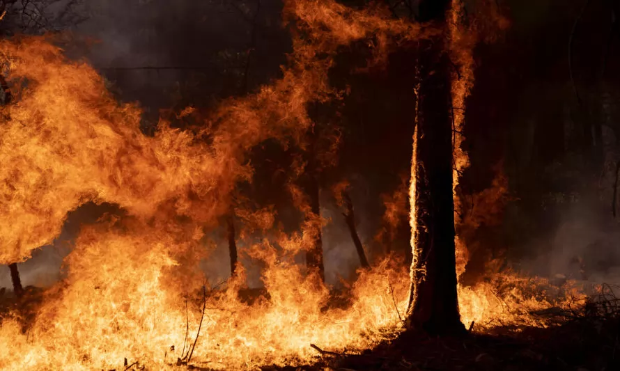 ONG's ambientales piden aumentar la prevención frente a incendios forestales 