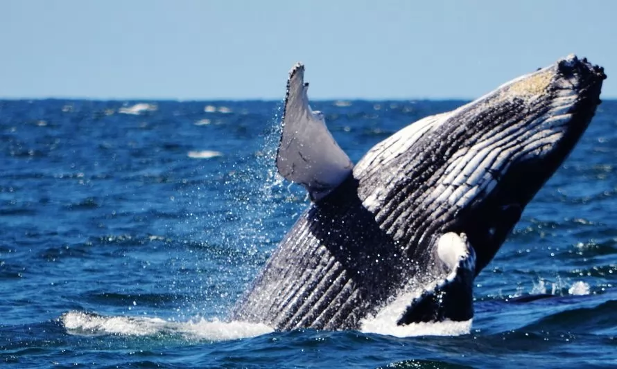 Gigante de los océanos: descubre algunos datos interesantes sobre las ballenas 