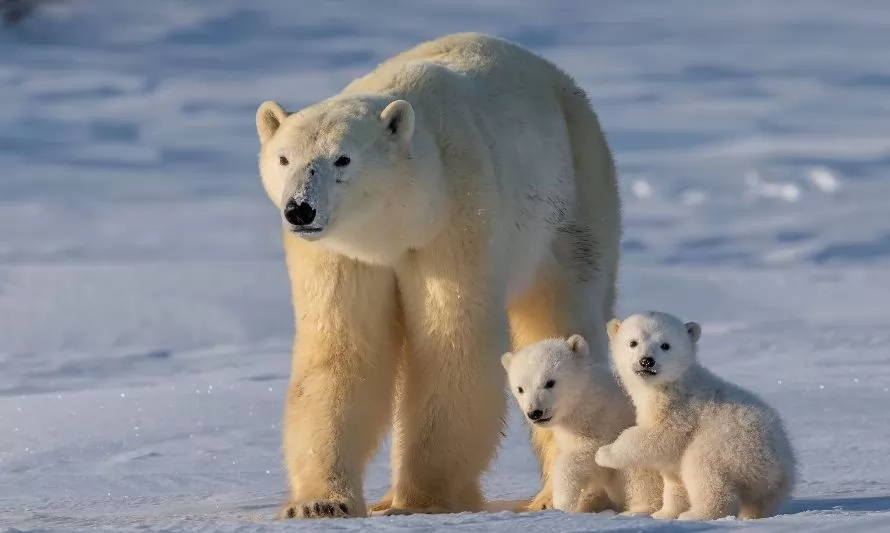 Día Internacional del Oso Polar: conoce algunos datos sobre esta especie amenazada