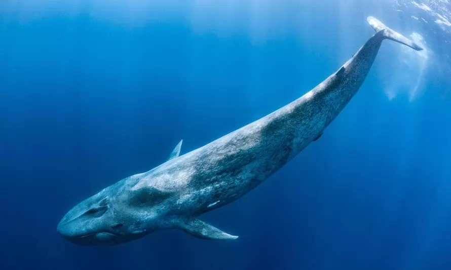 Ruta esencial para las ballenas: piden protección urgente del Océano Pacífico Oriental