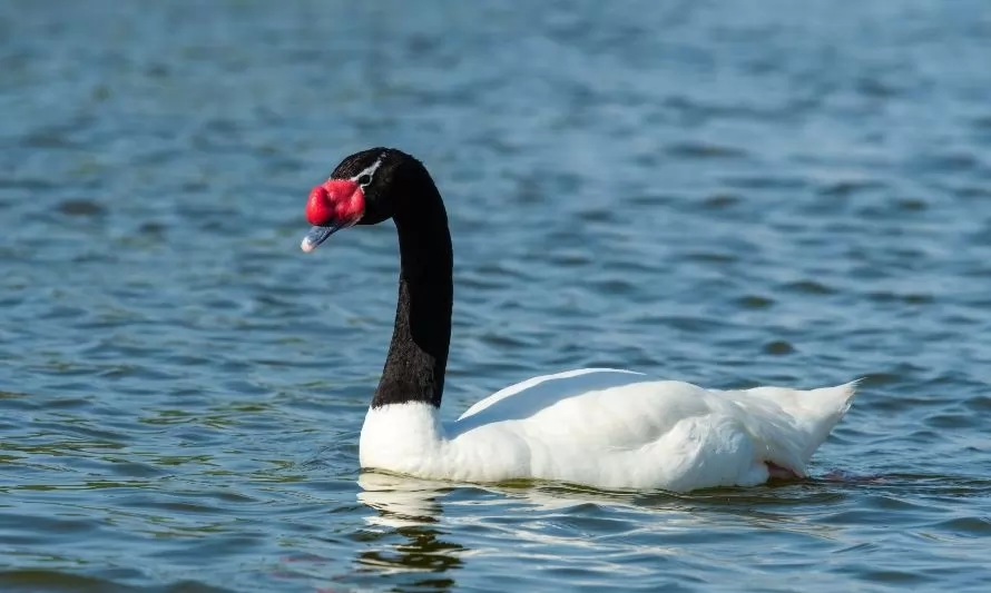 Incineran a más de 100 cisnes pertenecientes a santuario de naturaleza valdiviano afectado por gripe aviar