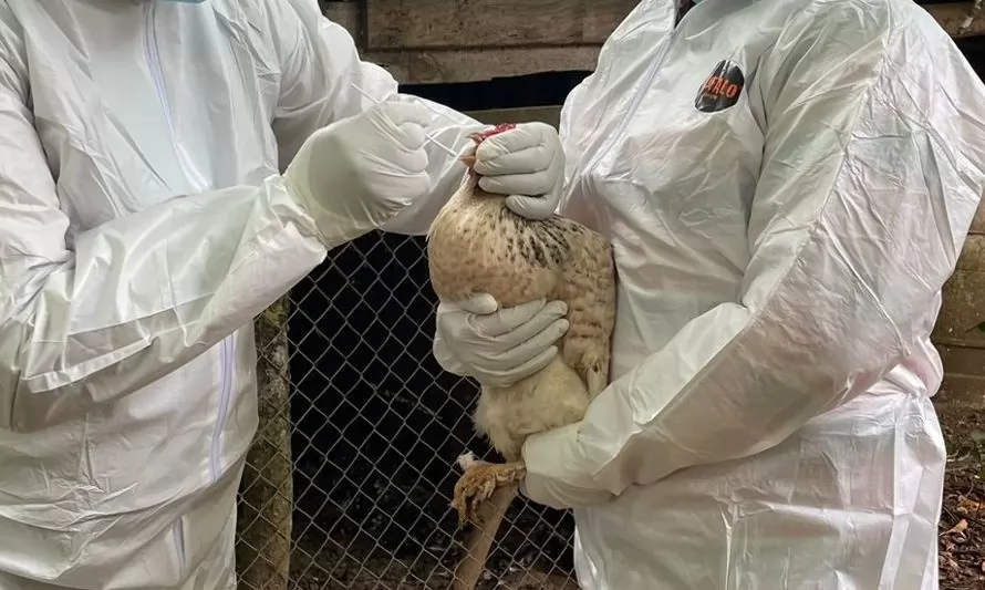 Aclaran cifras entregadas por informe de Senapred sobre gripe aviar en los Ríos
