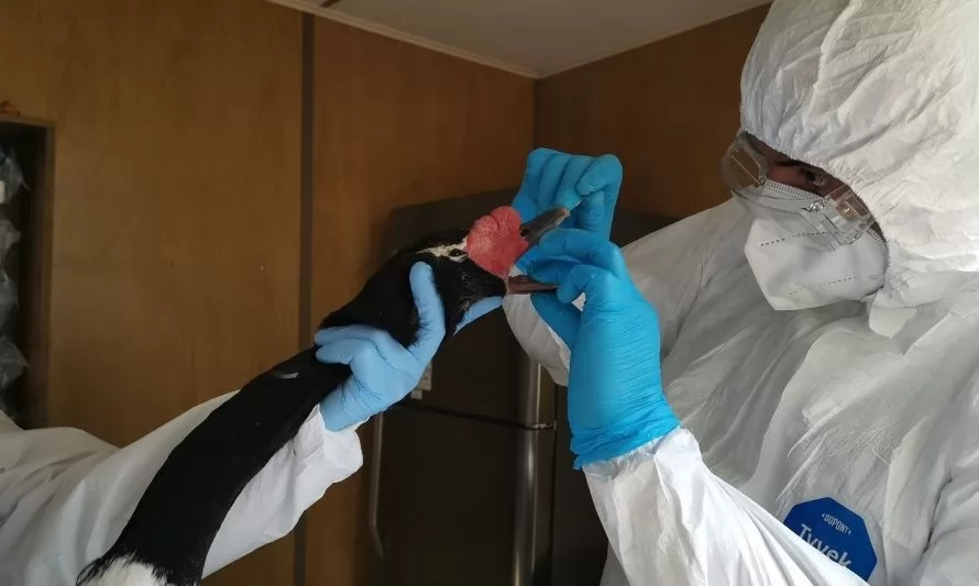 Van 500 cisnes de cuello negro muertos por gripe aviar en santuario de Valdivia