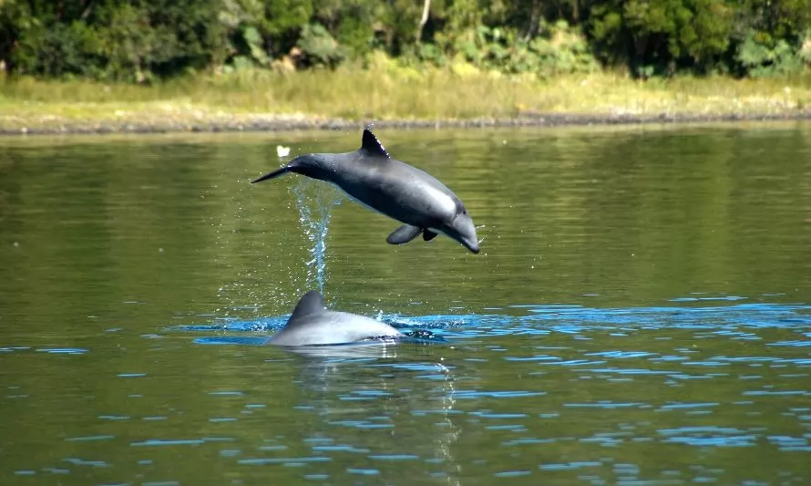 Delfín chileno: llaman a proteger al único cetáceo endémico del país 