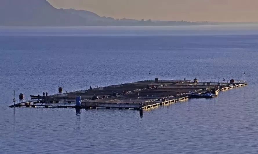 Solicitan el retiro de jaulas de empresas salmoneras en lago Llanquihue por riesgo ambiental