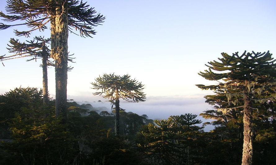 Llaman a incorporar adecuadamente la protección de la naturaleza en el proceso constitucional 