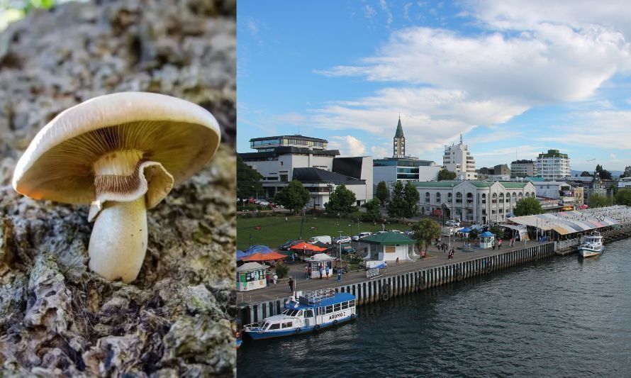 Ciudad Fungi: maqueta a escala de Valdivia dará la bienvenida a los turistas en el terminal de buses