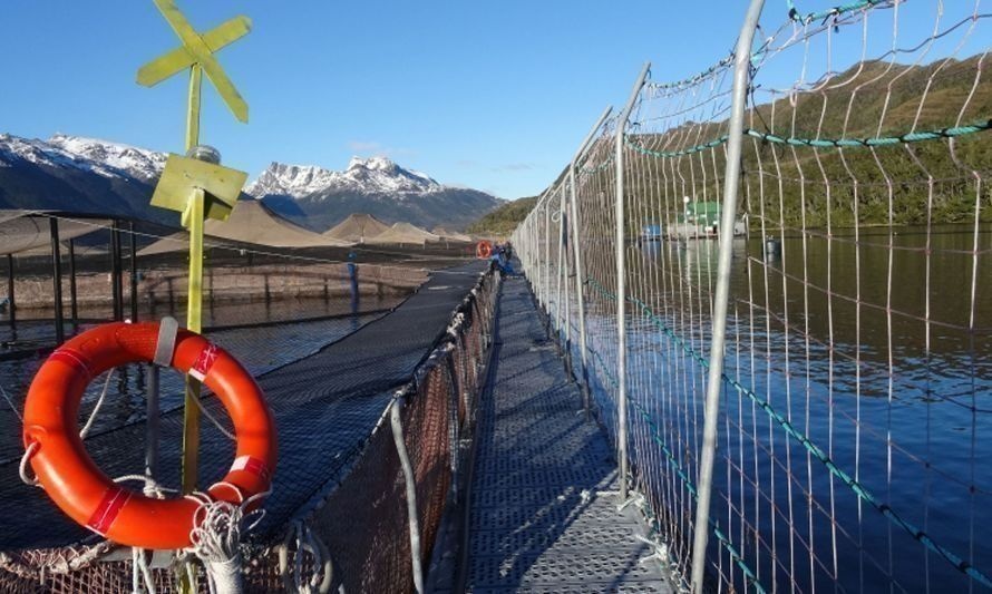 Inician procedimientos sancionatorios a empresa salmonera de Aysén por sobre producción