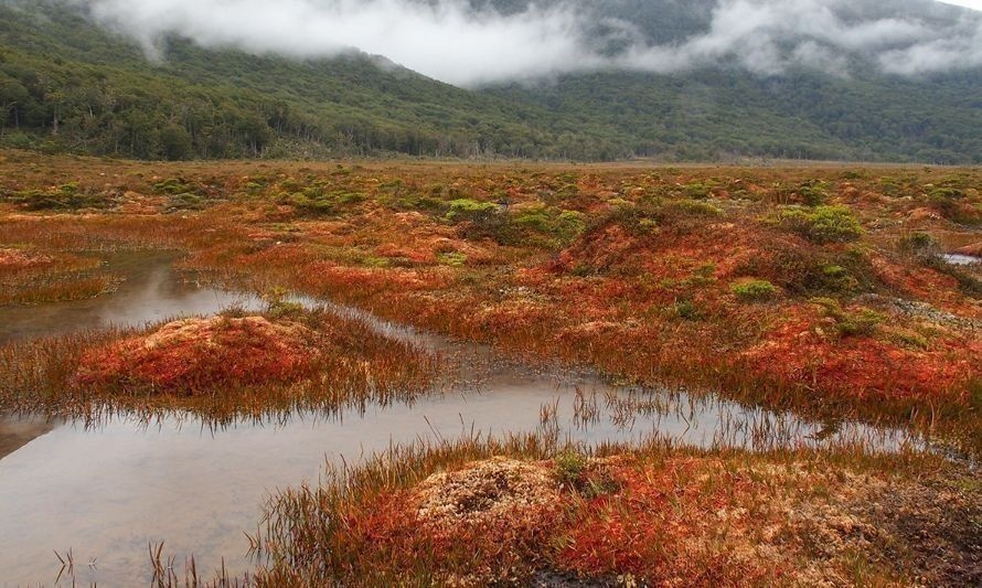 Parques de la patagonia chilena almacenarían el doble de carbono que los bosques de la Amazonía