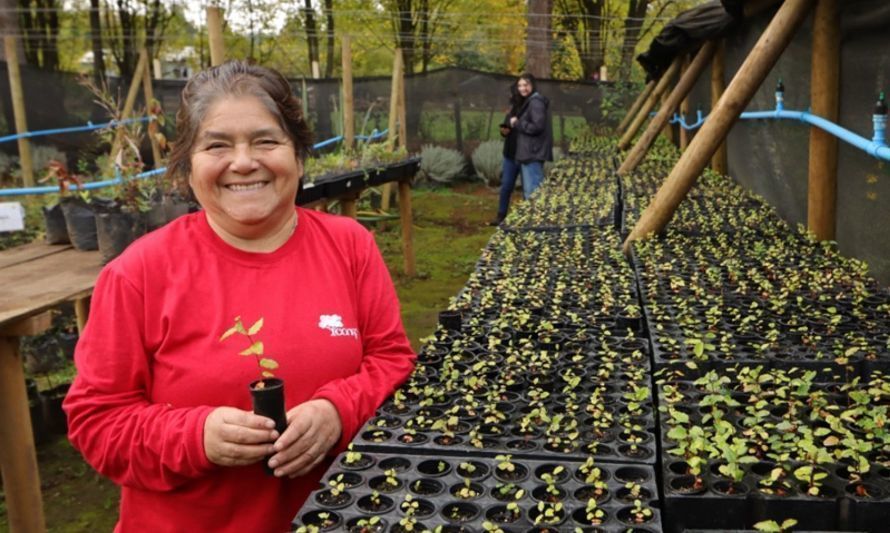 Impulsan viveros con especies nativas para restaurar ecosistemas en Los Ríos