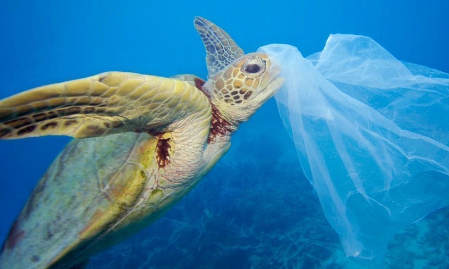 ONG internacional solicita prohibición mundial de plásticos de un solo uso "dañinos e innecesarios" 