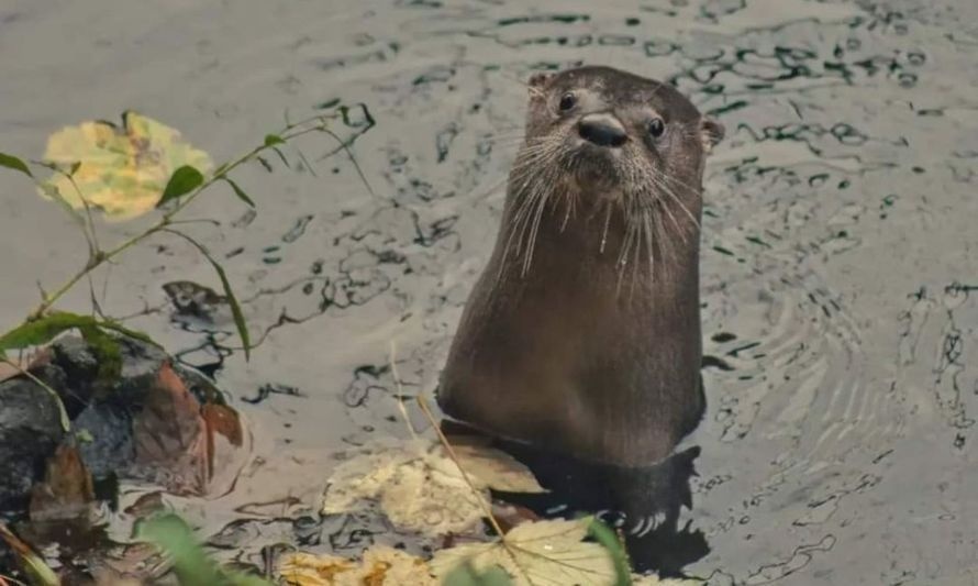 Huillín o lobito de río patagónico. Imagen compartida por @karlitaMapu.