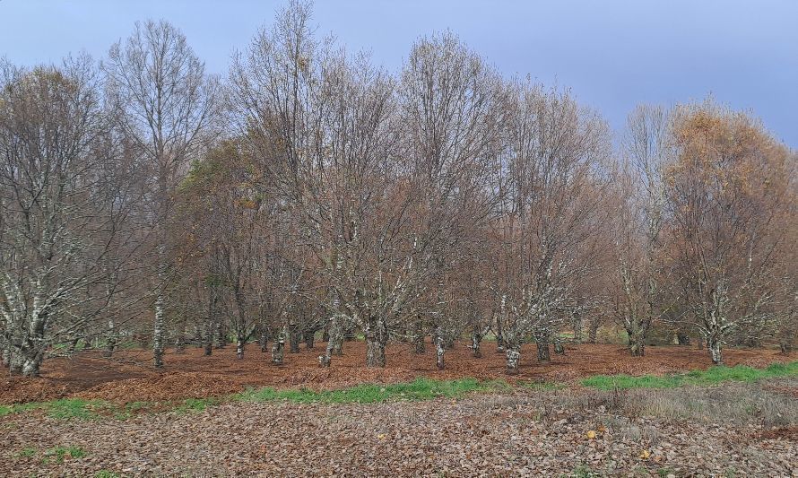 Concurso que busca recuperar bosques nativos en Chile considera a las regiones de Los Ríos y Los Lagos