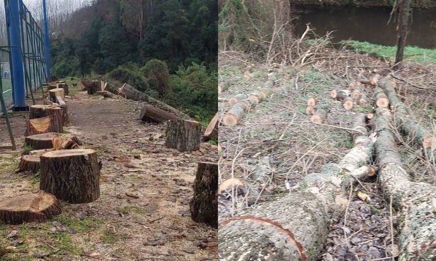 Inician sumario tras errónea tala de árboles en Osorno 