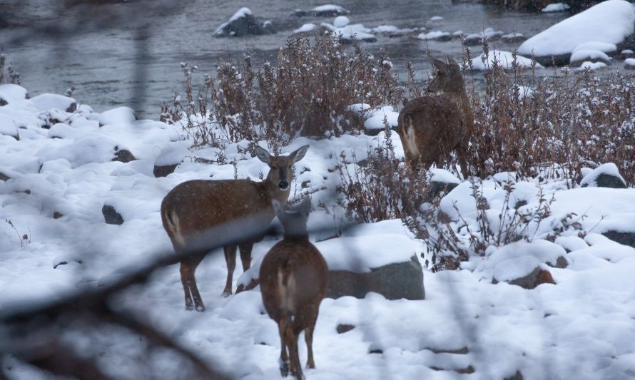 Anuncian instalación de señaléticas para la protección de fauna nativa de Aysén 