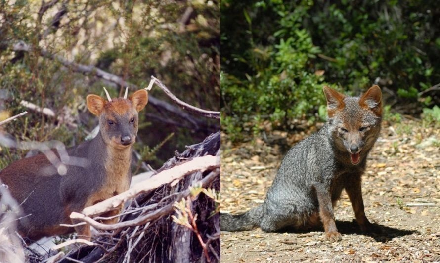 Registran novedosa interacción entre zorro de Darwin y pudú en Chiloé 