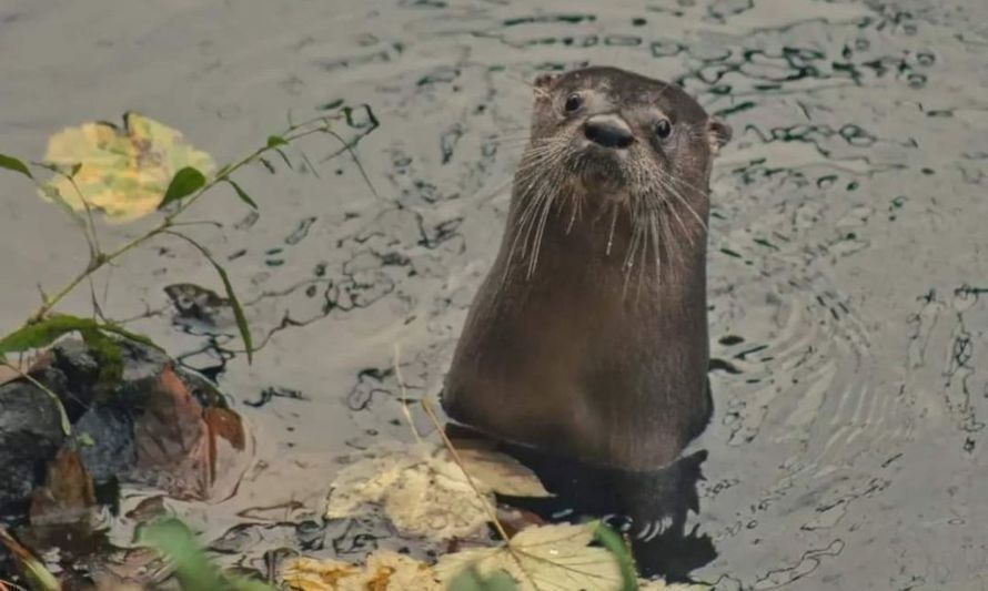 Fotografían a curioso huillín en el río Damas de Osorno 