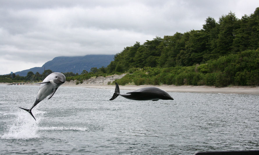 Estudio revela que delfines estarían expuestos a riesgos en áreas protegidas de la patagonia