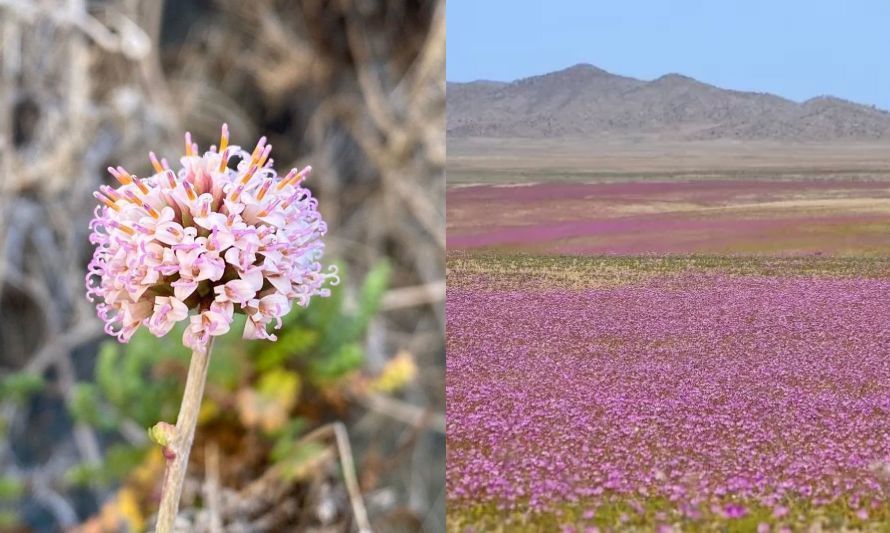 Ya es realidad: declaran oficialmente el Parque Nacional Desierto Florido