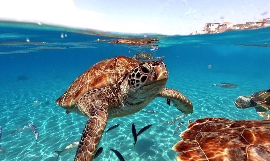 Día Mundial de las Tortugas Marinas: conoce sus principales amenazas 