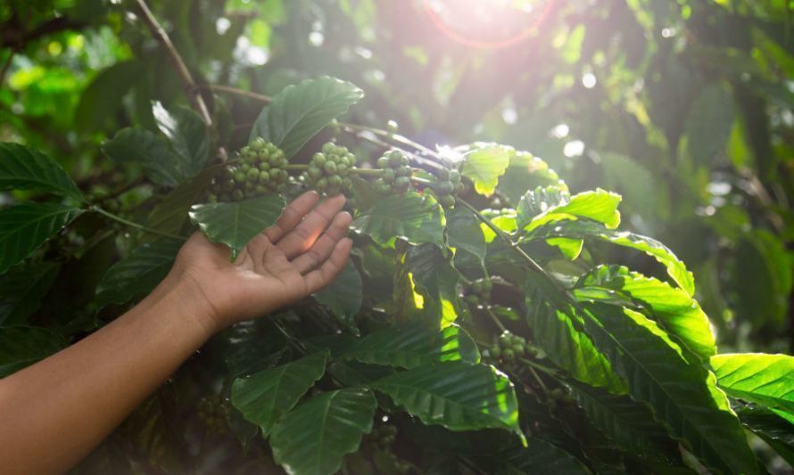 Alianza de Nestlé busca apoyar emprendimientos en su camino a la sustentabilidad 