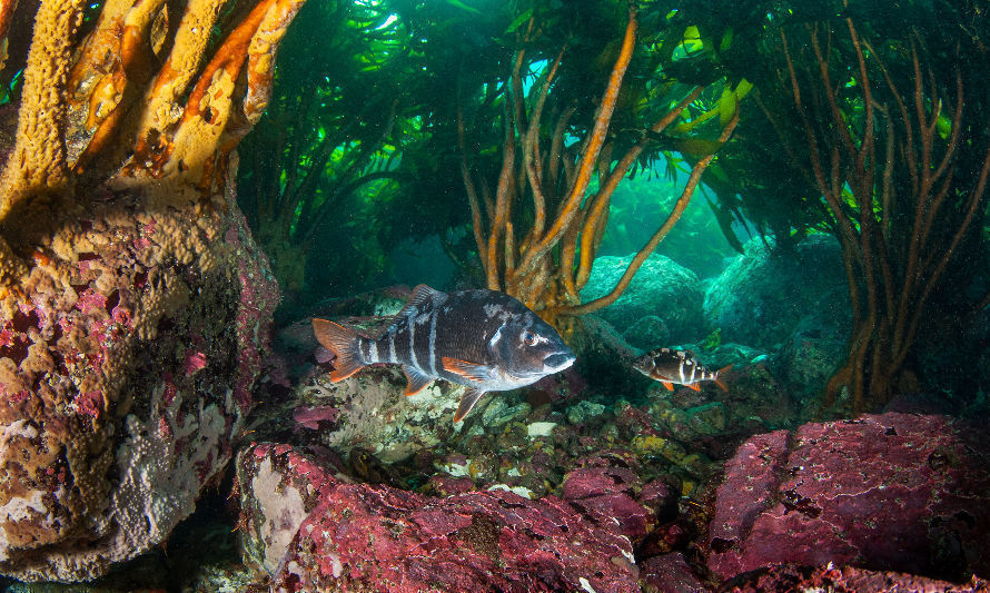 Colaboración entre TNC Chile y Subpesca contribuirá a la conservación y manejo sustentable de peces litorales 