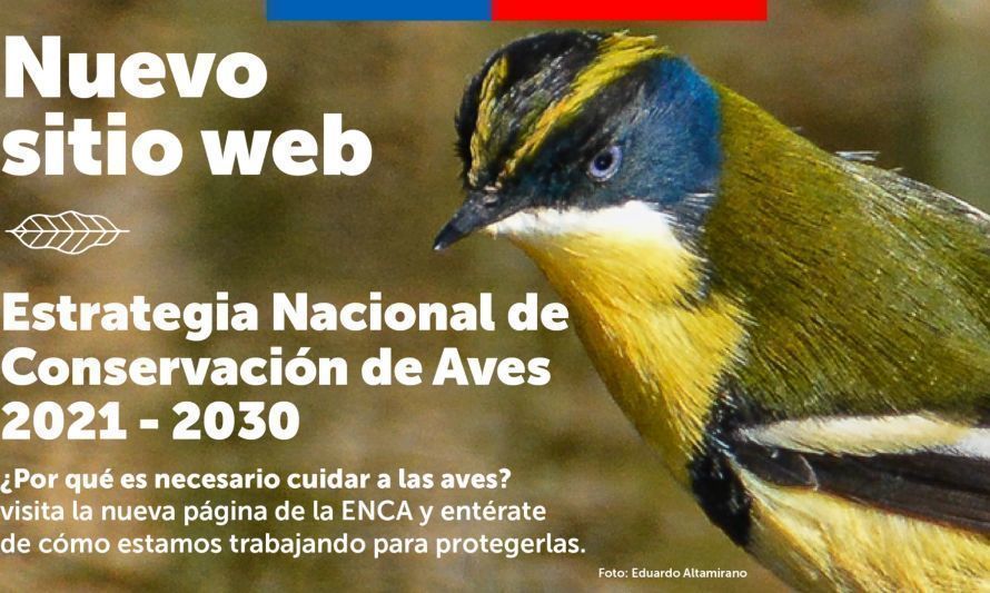Lanzan sitio web de la primera estrategia de conservación de aves en Latinoamérica 