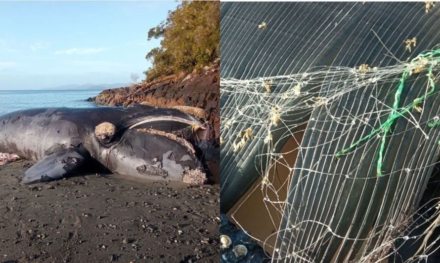 Tras muerte de ballena en peligro de extinción, ONG's solicitan al Gobierno medidas concretas de conservación