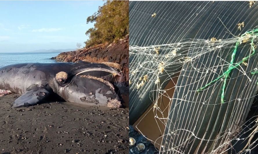 Tras muerte de ballena en peligro de extinción, ONG's solicitan al ...