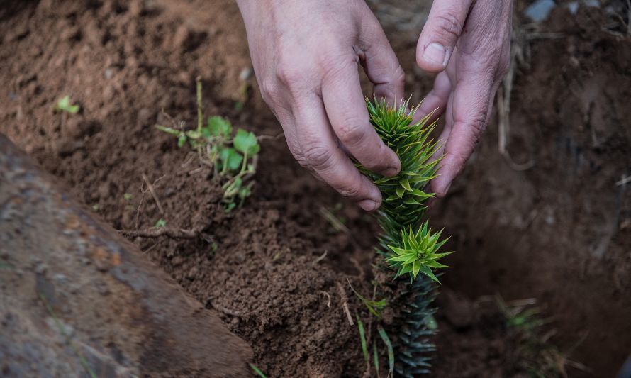 Emergencias climáticas: llaman a avanzar en "Soluciones basadas en la Naturaleza"