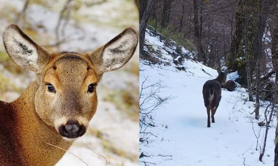 Avistan entre los bosques nevados de Parque Nacional Cerro Castillo a sigiloso huemul