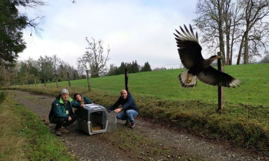 Regresan a dos ejemplares de fauna silvestre a su hábitat natural en Mariquina 