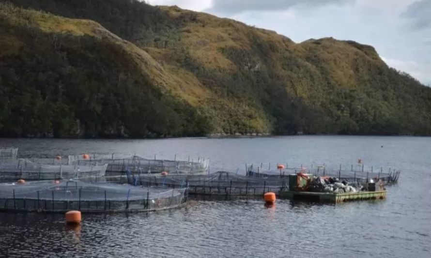 Investigación revela 24 casos de sobreproducción de empresa salmonera en la patagonia