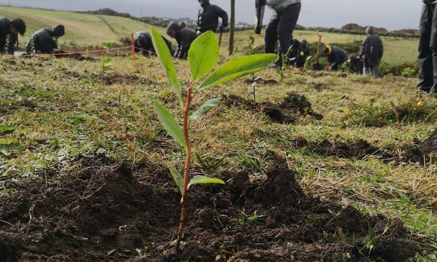 Festival Pala en Mano logró plantar 10 mil árboles nativos en Chiloé
