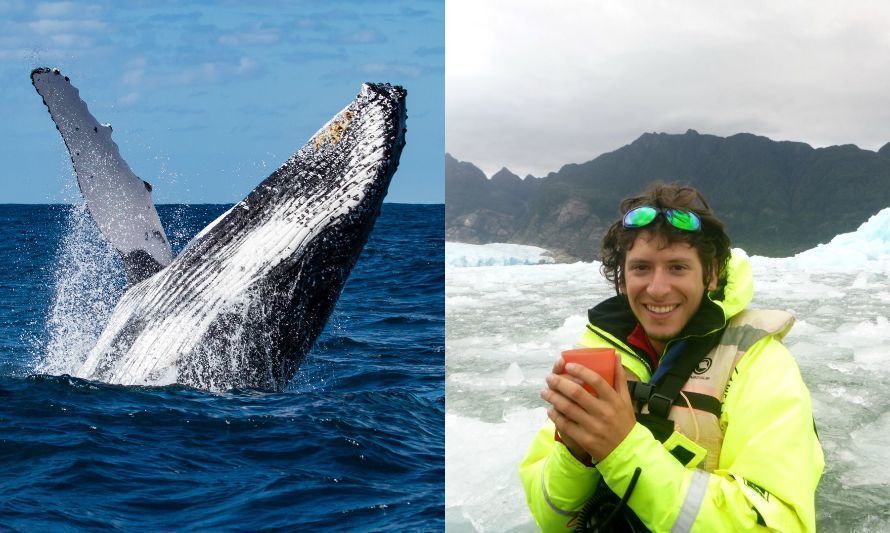 Día mundial de las ballenas: las otras víctimas del cambio climático