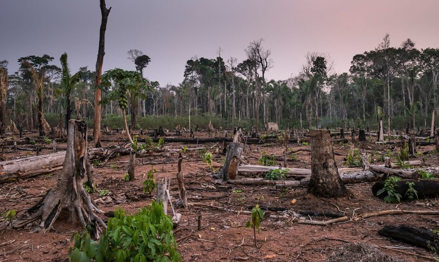 Sobregiro ecológico: a cinco meses de fin de año, la Tierra ya agotó sus recursos