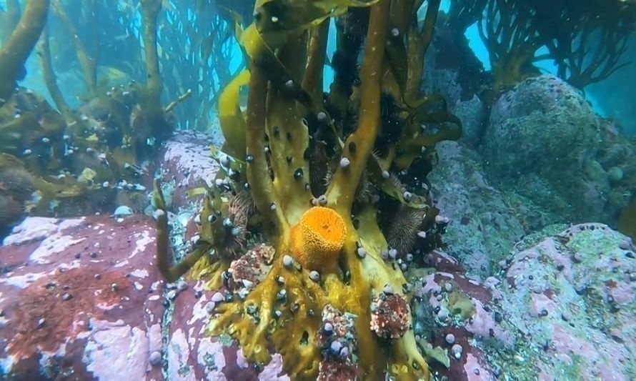 Plantean que ausencia en planes de manejo amenazaría los bosques marinos en Aysén