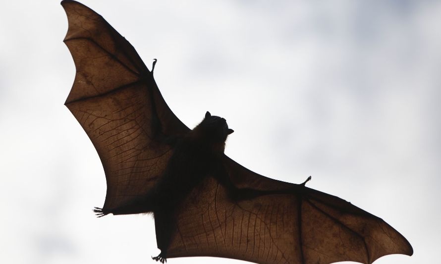 Murciélago a la vista: valdivianos se sorprenden ante un ejemplar en nuevo mall