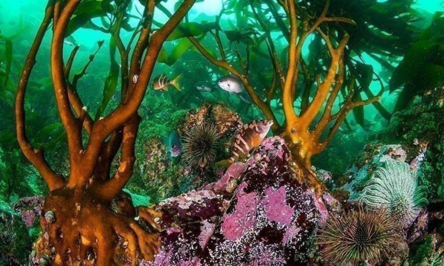 Conservación de bosques marinos se toma parte de la discusión en modificación de Ley de Pesca 
