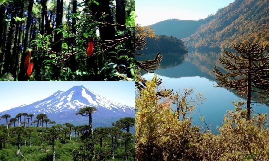 Nueva fecha para la naturaleza: establecen Día Nacional de Áreas Protegidas en Chile 