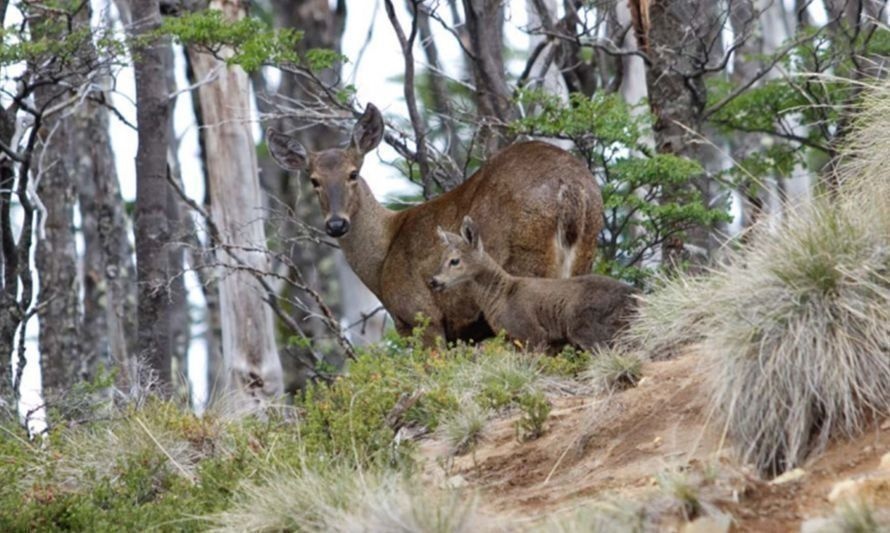 Día Internacional del Huemul: conoce el corredor biológico transfronterizo que busca conservar a esta especie