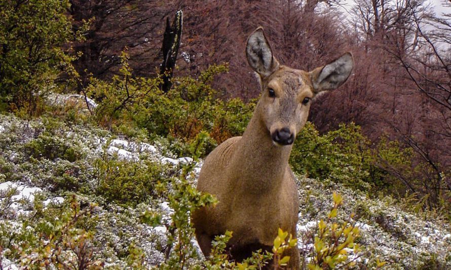 Distinguen al huemul como una especie clave para enfrentar la crisis climática