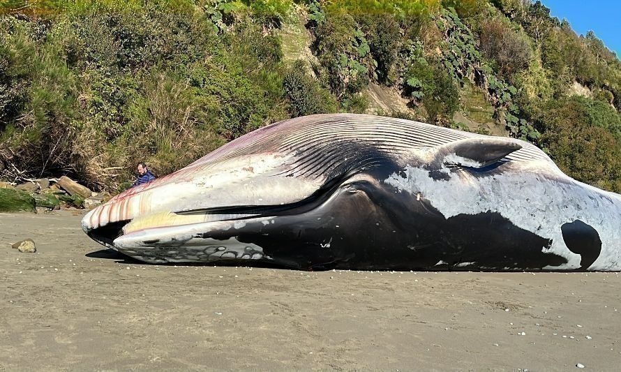 Tras varamiento de ballena en Ancud convocan a ONG’s  a apoyar llamado para proteger a los cetáceos 