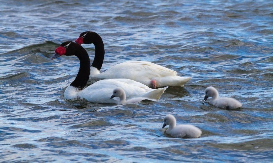 Contabilizan más de mil cisnes de cuello negro muertos este 2023 en Santuario de la Naturaleza 
