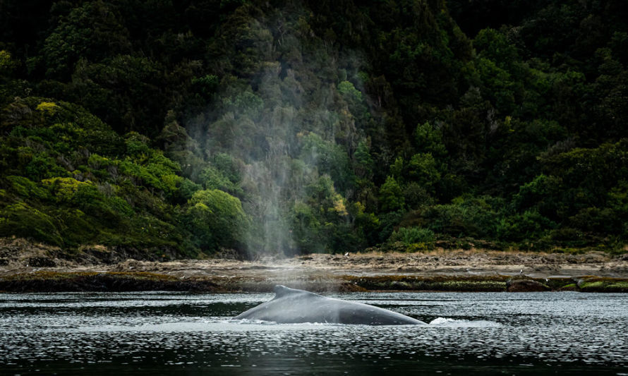 Artículo de EE.UU. destaca trabajo de comunidades williches por conservar isla al sur de Chiloé 