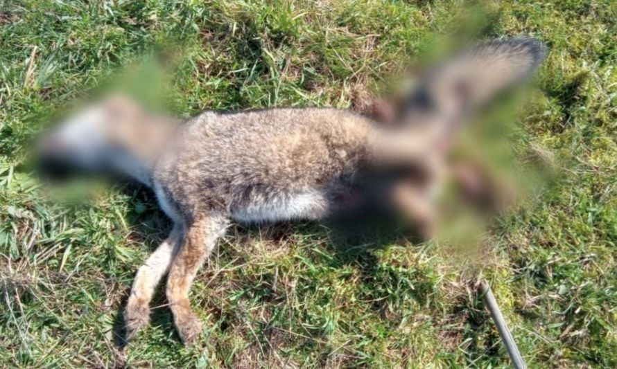 PDI investigará muerte de animales envenenados en Paillaco