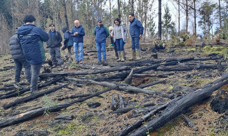 Restauran con especies nativas predio afectado por incendio forestal en Los Ríos