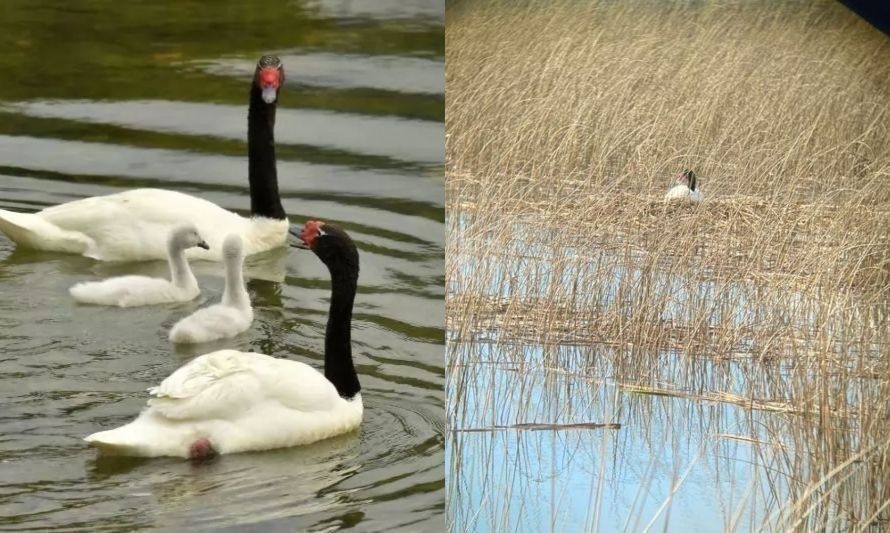 Luz de esperanza: avistan nidos de cisnes de Cuello Negro en Santuario de Naturaleza en Valdivia